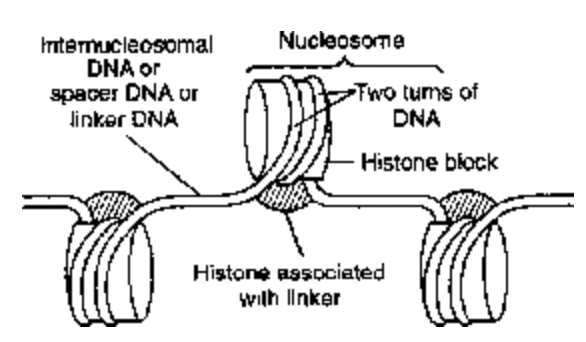 Nucleus
